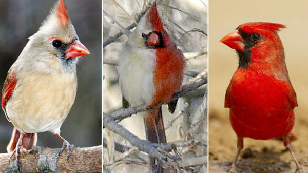 #2 நார்தன் கார்டினல்ஸ்: