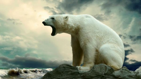 #20 போலார் கரடிகள்: