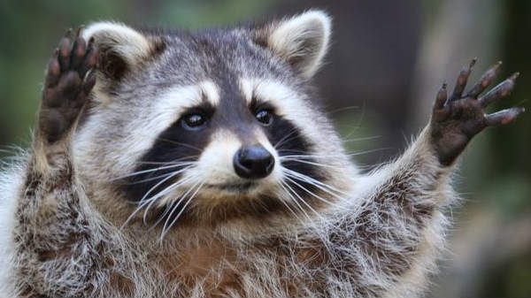 #11 ரக்கூன்: