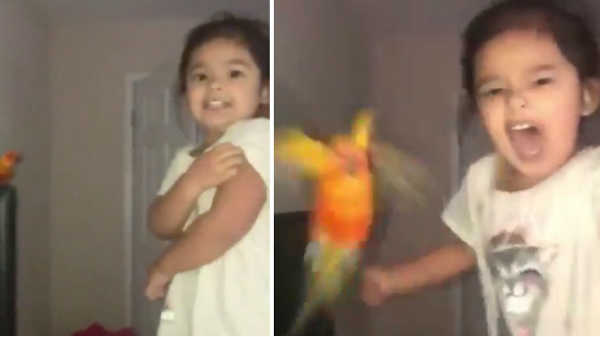 சிறுமி கத்தினால் உடனே தாக்கும் பறவை: வைரல் வீடியோ.!