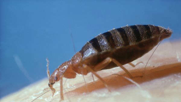 ஷெஃபீல்ட் 