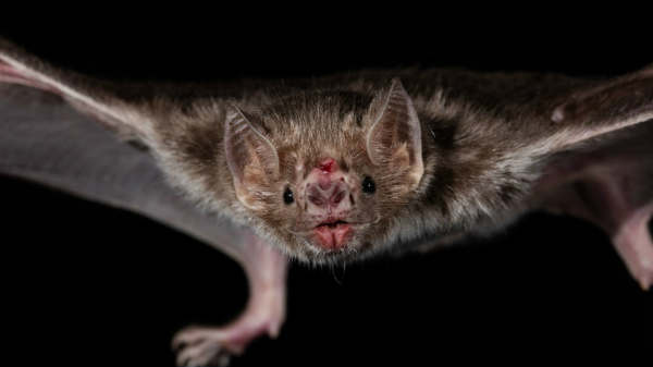  பழமையானது