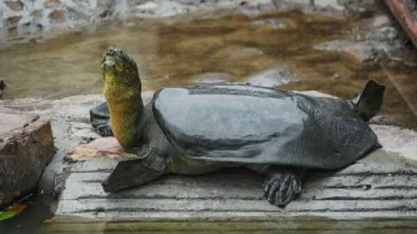 ஆமையும் தமிழனும்: 