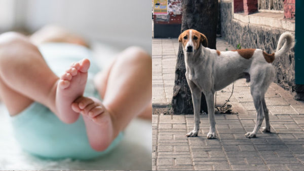 நாய்கள் செய்த செயல் 