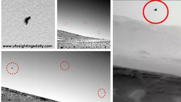 கருப்பு புள்ளி பறவை 