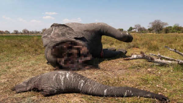 வனத்தின் நடுவில் அப்படியே விட்டுச் செல்கின்றனர்