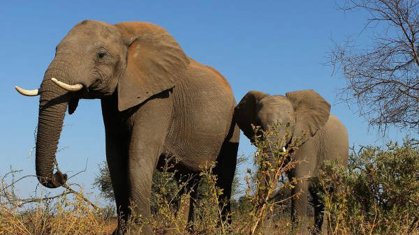 தடை விலக்கிக் கொள்ளப்பட்டது