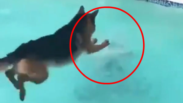 நீச்சல் குளத்தில் குதித்த நாய் 