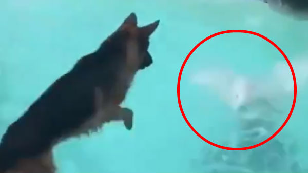 நெட்டிசன்கலின் மனதையும் கவர்ந்த வீடியோ 