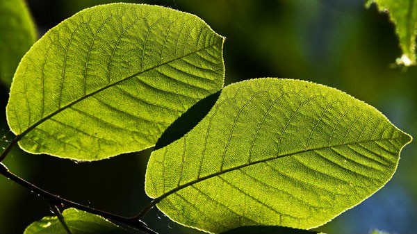 குளிர்சாதன வசதியைத் தருகின்றன