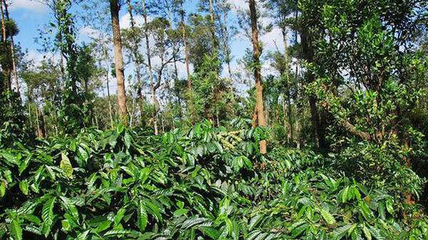 குளிர்ந்த காற்றால் குளிர்விக்கப்படுகிறது