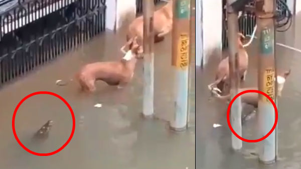 வேகமாகப் பகிரப்பட்டு வரும் வீடியோ