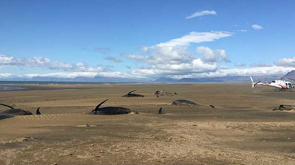 சுற்றுலாப் பயணிகள் 