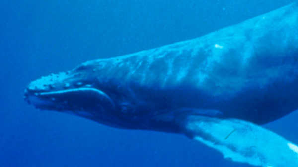  உள்ளூர் மக்கள் பார்த்துள்ளனர்