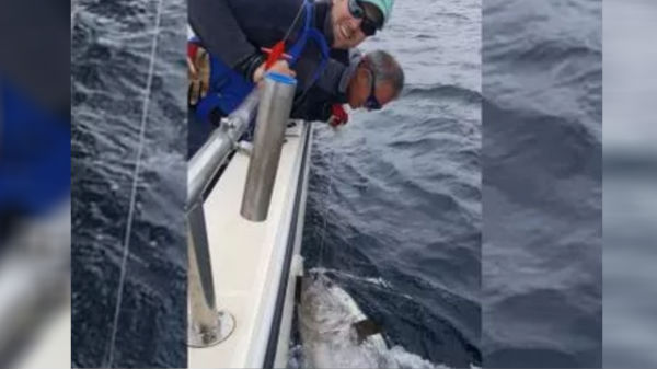 கேட்ச் அண்ட் ரிலீஸ் திட்டத்தின் முக்கிய விதி