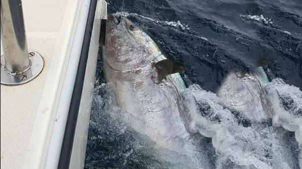 ரூ.23 கோடியாம் இந்த மீனின் விலை