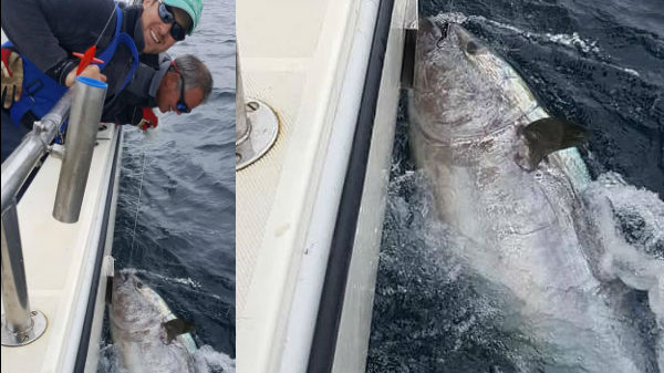 கேட்ச் அண்ட் ரிலீஸ்