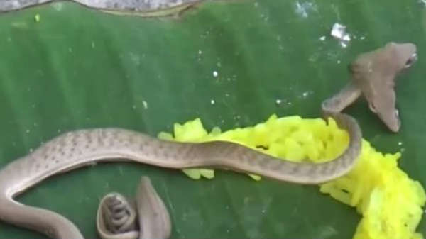 வாழை இலை