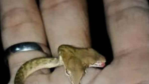  பாலி இந்து மக்கள்