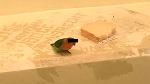  பிரட் சாண்ட்விச்சுடன் சிறையில் அடைப்பு 