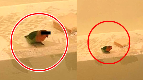 பறவை கைது