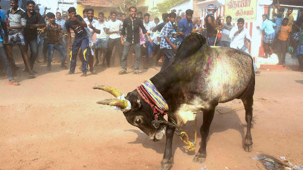 மொத்தம் பங்கேற்கும் காளைகள்