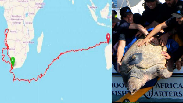 வலையில் சிக்கிய கடல் ஆமை குட்டி