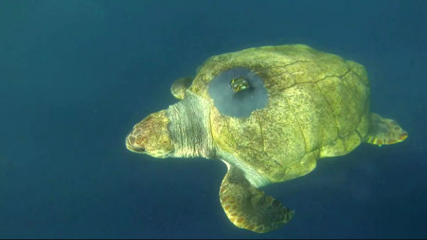 37,000 கிமீ தூரத்தைக் கடந்த கடல் ஆமை 