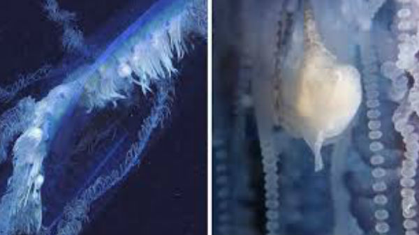 சிப்பனோபோர் (siphonophores) என்றால் என்ன தெரியுமா?