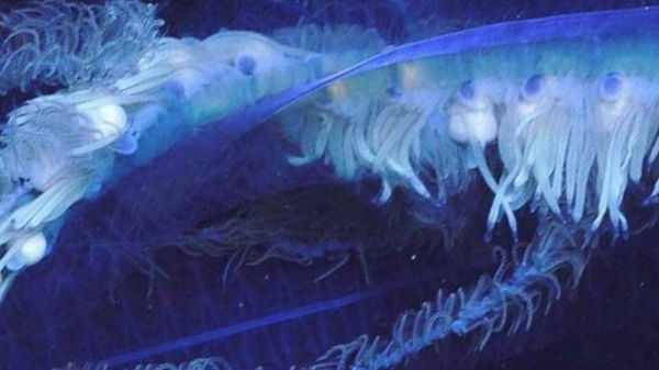 சிறு சிறு உயிரினங்களால் ஆன ஒரு ராட்சச உயிரினம்