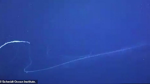 இந்த ராட்சஸ உயிரின் நீளம் எவ்வளவு தெரியுமா?