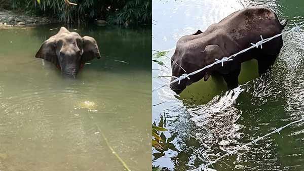 தீராத வலியுடன் ஊருக்குள் சுற்றிய யானை