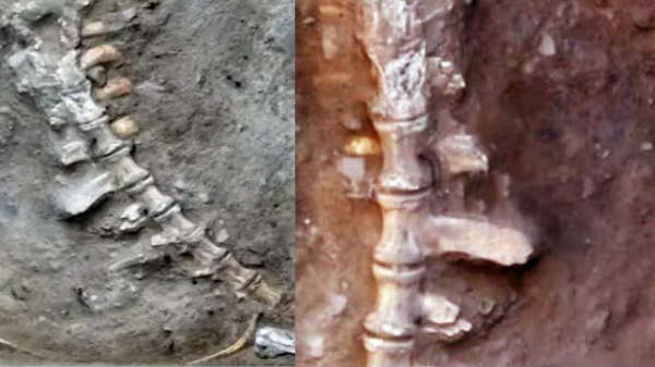 நிச்சயாமாக இது நாய், குதிரை, ஆடு, மாட்டின் எலும்புக்கூடு இல்லை