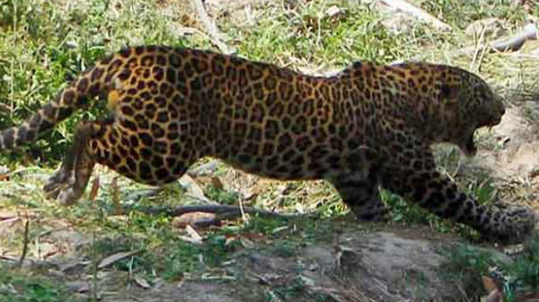 ஹெட்போன் அணிந்திருக்கும் போது கவனமாக இருக்க வேண்டும்