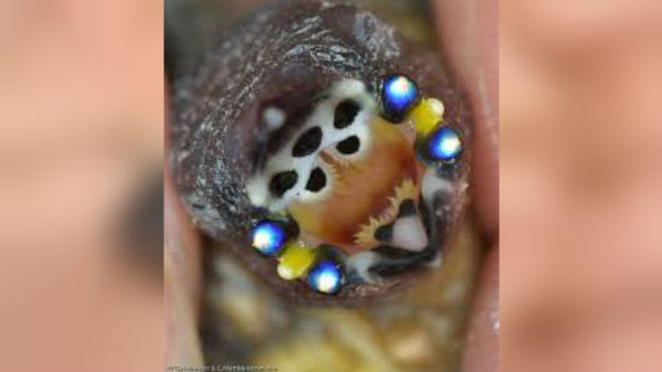 வாயில் சிறிய பற்கள் போலத் தோற்றமளிக்கும் புள்ளிகள் 