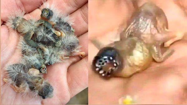 பறவையின் குஞ்சு