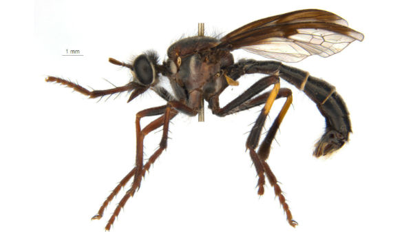 165 புதிய உயிர்கள் அடையாளம்