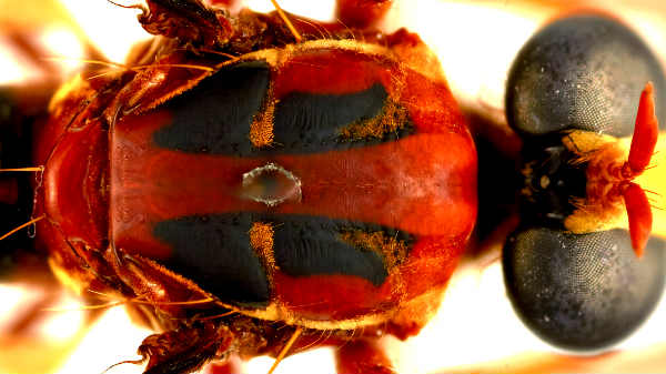 ஹுமோரோலெதலிஸ் செர்ஜியஸ்