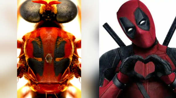டெட்பூல்ஸ் ஃபிளை (Deadpool's fly)