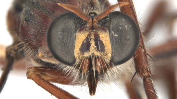 பூச்சியியல் வல்லுநர் டாக்டர் பிரையன் லெசார்ட்