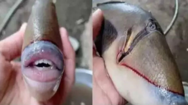 டிரிக்கர் ஃபிஷ் என பெயர்