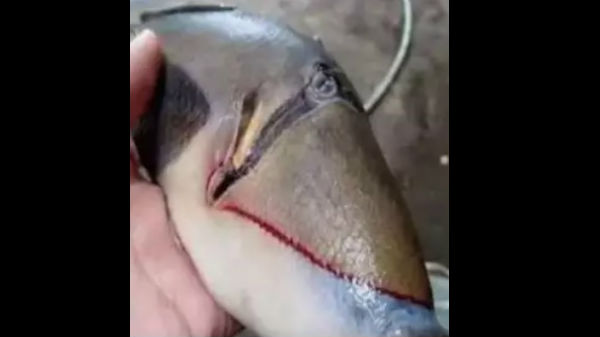 ஏணைய வகை விலங்கினங்கள்