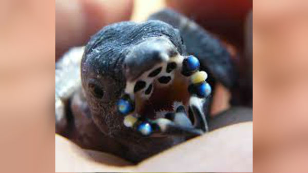 ஏலியன் ஸ்பான் என்று பரவிய வீடியோ வெறும் பறவை தான்