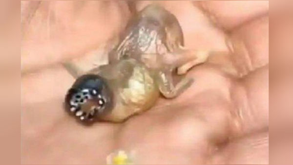 டெமோகோர்கன் போல இருக்கிறதா?