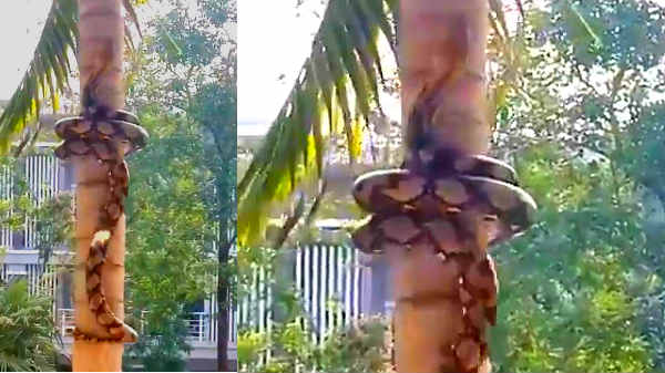 மலைப்பாம்பு வீடியோ வைரல்