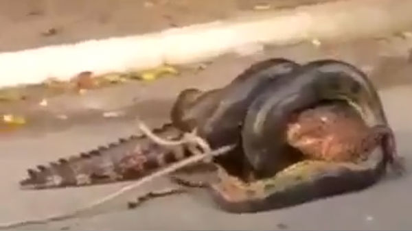 வைரல் ஆகும் வீடியோ 