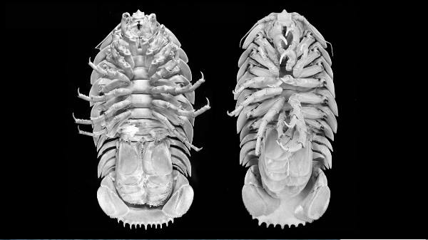 உடல் மற்றும் உருவம் 