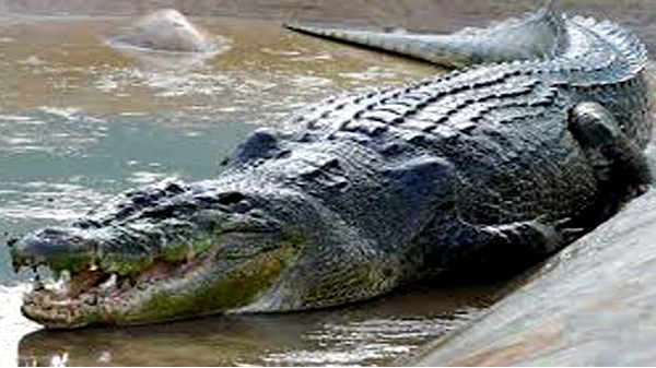 கூர்மையான ரேஸர் பிளேடு வலைகள்