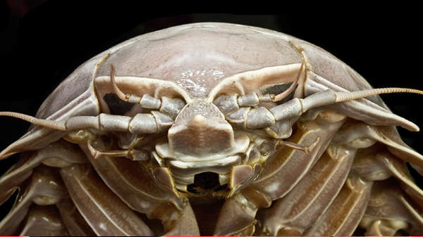 புதிய மாபெரும் ஐசோபாட்