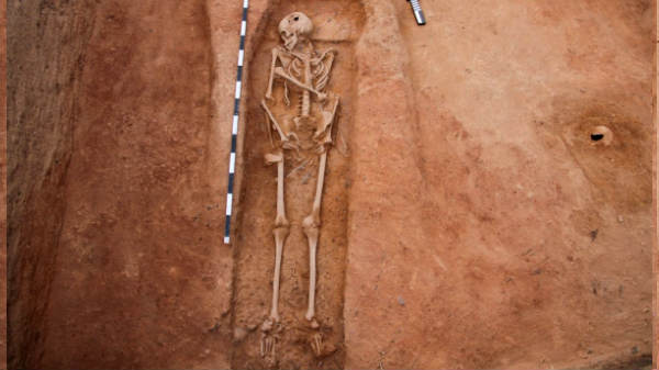 51/2அடி அளவில் முழு உருவ எலும்புக்கூடு 